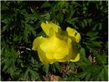 Navadna pogačica (Trollius europaeus)